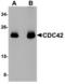 Cell division control protein 42 homolog antibody, TA306749, Origene, Western Blot image 