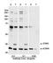 COP9 Signalosome Subunit 5 antibody, A300-014A, Bethyl Labs, Western Blot image 