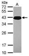 Poly(RC) Binding Protein 3 antibody, PA5-31242, Invitrogen Antibodies, Western Blot image 