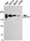 LRR Binding FLII Interacting Protein 1 antibody, A04854, Boster Biological Technology, Western Blot image 