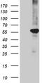 Peroxisome Proliferator Activated Receptor Delta antibody, CF811238, Origene, Western Blot image 