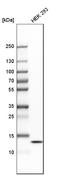 HIG1 Hypoxia Inducible Domain Family Member 2A antibody, HPA042715, Atlas Antibodies, Western Blot image 