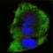 Flk antibody, orb88957, Biorbyt, Immunofluorescence image 