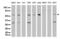 X-Ray Repair Cross Complementing 1 antibody, LS-C796711, Lifespan Biosciences, Western Blot image 