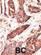 2'-5'-Oligoadenylate Synthetase Like antibody, abx032744, Abbexa, Immunohistochemistry frozen image 