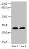 TRNA Selenocysteine 1 Associated Protein 1 antibody, CSB-PA882127LA01HU, Cusabio, Western Blot image 