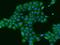 MYR5 antibody, 204526-T02, Sino Biological, Immunohistochemistry frozen image 