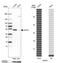 LIM And Cysteine Rich Domains 1 antibody, PA5-54969, Invitrogen Antibodies, Western Blot image 