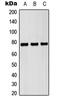 Pericentrin-B antibody, LS-C353755, Lifespan Biosciences, Western Blot image 