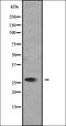Solute Carrier Family 25 Member 27 antibody, orb335044, Biorbyt, Western Blot image 