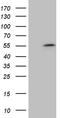 Zinc Finger Protein 454 antibody, TA810948, Origene, Western Blot image 