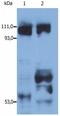Kinesin Family Member 5B antibody, PA1-19392, Invitrogen Antibodies, Western Blot image 