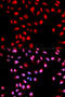 SAFB Like Transcription Modulator antibody, abx000149, Abbexa, Western Blot image 