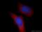 Sciellin antibody, 11906-1-AP, Proteintech Group, Immunofluorescence image 