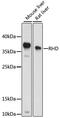 Rh Blood Group D Antigen antibody, LS-C750063, Lifespan Biosciences, Western Blot image 