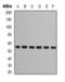 Tubulin Beta 3 Class III antibody, orb393343, Biorbyt, Western Blot image 