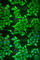 Neuroglobin antibody, A6477, ABclonal Technology, Immunofluorescence image 
