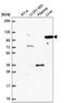 Protein argonaute-4 antibody, NBP2-57022, Novus Biologicals, Western Blot image 