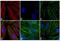 Mouse IgG (H+L) antibody, A-11019, Invitrogen Antibodies, Immunofluorescence image 