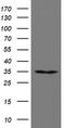 RNA Binding Protein, MRNA Processing Factor antibody, TA800271, Origene, Western Blot image 