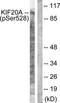 Kinesin-like protein KIF20A antibody, TA315017, Origene, Western Blot image 