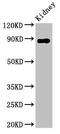 Dipeptidyl Peptidase 4 antibody, orb400948, Biorbyt, Western Blot image 