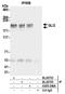 Zinc finger protein GLI2 antibody, A305-246A, Bethyl Labs, Immunoprecipitation image 