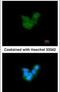 Retinaldehyde Binding Protein 1 antibody, PA5-29759, Invitrogen Antibodies, Immunofluorescence image 