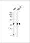 Purinergic Receptor P2Y13 antibody, PA5-72390, Invitrogen Antibodies, Western Blot image 