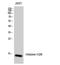 H2B Histone Family Member S antibody, STJ93525, St John