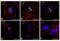 Inner Centromere Protein antibody, 39-2800, Invitrogen Antibodies, Immunofluorescence image 
