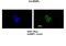 Heterogeneous Nuclear Ribonucleoprotein L antibody, ARP40368_P050, Aviva Systems Biology, Immunofluorescence image 