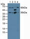G Protein Subunit Beta 2 antibody, LS-C374829, Lifespan Biosciences, Western Blot image 