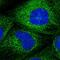 Dystrobrevin Binding Protein 1 antibody, HPA028053, Atlas Antibodies, Immunocytochemistry image 
