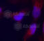 Mitogen-Activated Protein Kinase Kinase 4 antibody, AP0391, ABclonal Technology, Immunofluorescence image 
