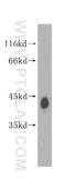 Septin 5 antibody, 11631-1-AP, Proteintech Group, Western Blot image 