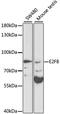E2F Transcription Factor 8 antibody, MBS126464, MyBioSource, Western Blot image 