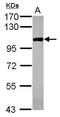 Cleavage And Polyadenylation Specific Factor 2 antibody, PA5-31004, Invitrogen Antibodies, Western Blot image 