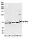 Dolichyl-diphosphooligosaccharide--protein glycosyltransferase subunit 1 antibody, A305-026A, Bethyl Labs, Western Blot image 