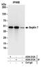 Septin 7 antibody, A304-213A, Bethyl Labs, Immunoprecipitation image 