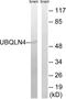 Ubiquilin-4 antibody, LS-C120441, Lifespan Biosciences, Western Blot image 