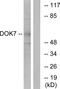 Docking Protein 7 antibody, PA5-38694, Invitrogen Antibodies, Western Blot image 