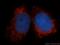 Cytochrome C Oxidase Subunit 6A1 antibody, 11460-1-AP, Proteintech Group, Immunofluorescence image 