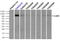 Leucine Rich Repeat Containing G Protein-Coupled Receptor 5 antibody, LS-C793254, Lifespan Biosciences, Immunoprecipitation image 