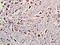 Ubiquitin C antibody, GTX51517, GeneTex, Immunohistochemistry paraffin image 