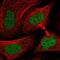 Bamacan antibody, NBP2-58330, Novus Biologicals, Immunocytochemistry image 