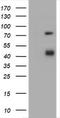 CD2 antibody, TA800674, Origene, Western Blot image 