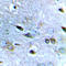 NMDAR2B antibody, LS-C359011, Lifespan Biosciences, Immunohistochemistry paraffin image 