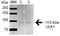 Unc-51 Like Autophagy Activating Kinase 1 antibody, orb384034, Biorbyt, Western Blot image 