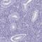 Prion Like Protein Doppel antibody, HPA043373, Atlas Antibodies, Immunohistochemistry paraffin image 
